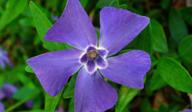 Vinca minor